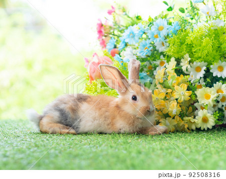 Cute rabbit lie down on grass with green nature background. Lovely action of young rabbit. 92508316