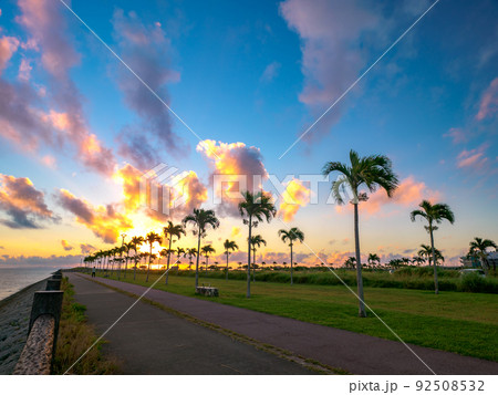 ヤシの木ロード 92508532