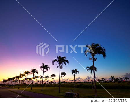 ヤシの木ロード 92508558