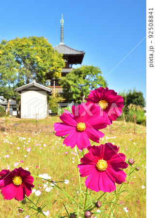 奈良県 斑鳩の里 秋を代表する花 コスモス/ 奈良県 斑鳩の里 秋を代表する花 コスモス/ 92508841