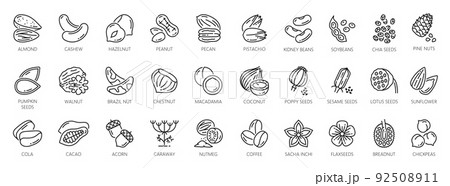 Nuts outline icons of peanut, walnut and almond, vector seeds and beans, cacao and pistachio nuts outline symbols with pumpkin and sunflower seeds, coffee beans and chickpea with chestnut 92508911