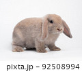 Brown cute rabbit standing isolated on white background. Lovely action of holland lop rabbit. 92508994