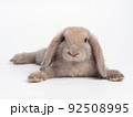 Brown cute rabbit lie down  on white background. Lovely action of holland lop rabbit. 92508995