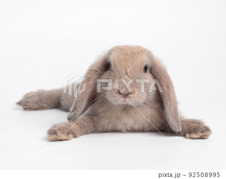 Brown cute rabbit lie down  on white background. Lovely action of holland lop rabbit. 92508995
