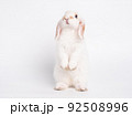 Front view of white cute baby holland lop rabbit standing on white background. Lovely action of young rabbit. 92508996