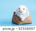 Front view of white cute baby holland lop rabbit in basket on blue background. Lovely action of young rabbit. 92508997