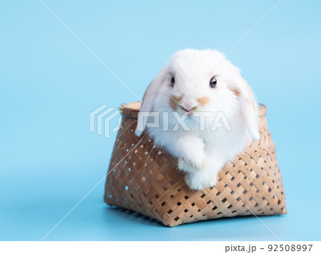 Front view of white cute baby holland lop rabbit in basket on blue background. Lovely action of young rabbit. Front view of white cute baby holland lop rabbit in basket on blue background. Lovely action of young rabbit. 92508997