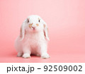 Baby white holland lop rabbit sitting on pink background. Lovely action of young rabbit. 92509002