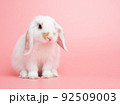 Baby white holland lop rabbit sitting on pink background. Lovely action of young rabbit. 92509003