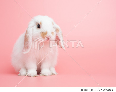 Baby white holland lop rabbit sitting on pink background. Lovely action of young rabbit. 92509003