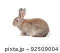 Adorable gray rabbit sitting  on white background. 92509004