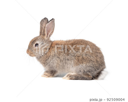 Adorable gray rabbit sitting on white background. Adorable gray rabbit sitting on white background. 92509004