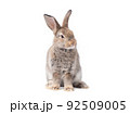 Adorable gray rabbit sitting  on white background. 92509005