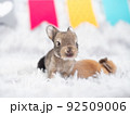 Cute baby rabbits 10 day old sitting on furry fabric. 92509006