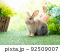 Cute rabbit lie down on grass with green nature background. Lovely action of young rabbit. 92509007
