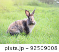 Wild rabbit sitting on grass with green nature background. Lovely action of wild rabbit in field. 92509008