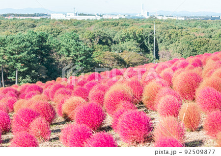 燃えるように赤いコキア【国営ひたち海浜公園】 燃えるように赤いコキア【国営ひたち海浜公園】 92509877