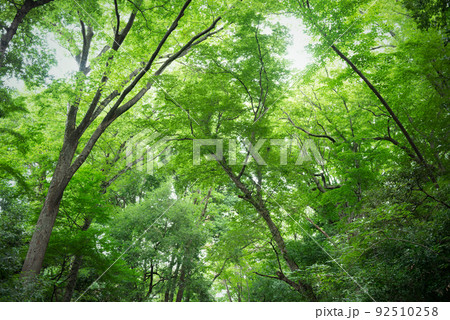 等々力渓谷の木々、都市の自然 92510258