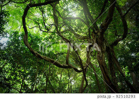 蔦と蔓のカーテン 92510293