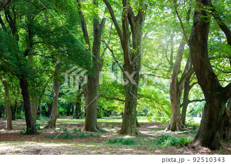 大きな木々と環境緑化 92510343