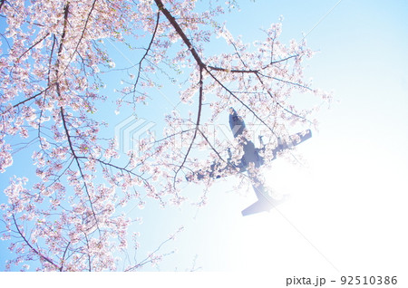 青空と桜の中を飛行する輸送機 青空と桜の中を飛行する輸送機 92510386