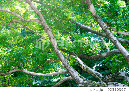 緑化活動とコブシの巨樹 92510397