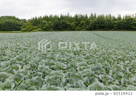 キャベツ畑 日本の農村風景 キャベツ畑 日本の農村風景 92510412