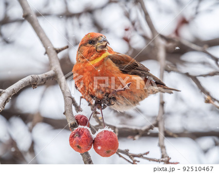 Red Crossbill male sitting on the tree branch and eats wild apple berries. Crossbill bird eats berries. Red Crossbill male sitting on the tree branch and eats wild apple berries. Crossbill bird eats berries. 92510467