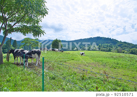 奥越高原牧場 92510571