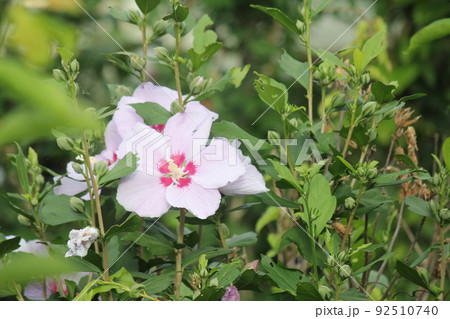 ムクゲの花 ムクゲの花 92510740