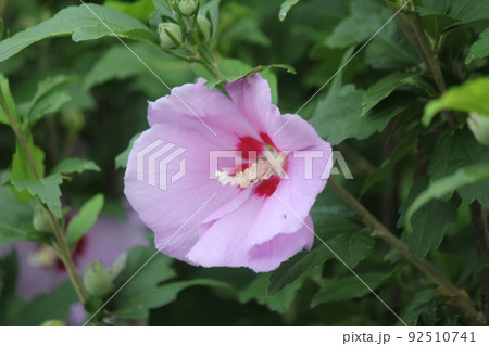 ムクゲの花 ムクゲの花 92510741