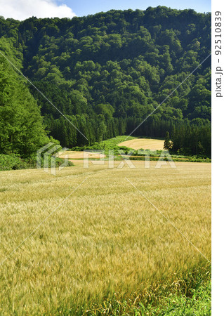 夏の北海道厚沢部町で麦秋を迎えた麦畑の風景を撮影 夏の北海道厚沢部町で麦秋を迎えた麦畑の風景を撮影 92510839