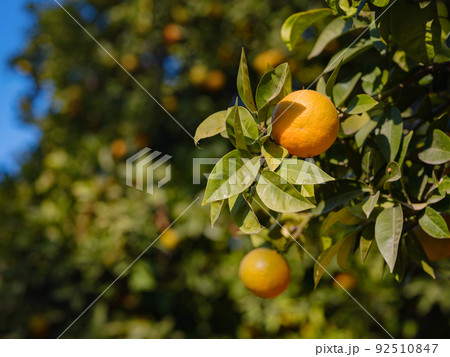 travel to turkey, old town antalya kaleci travel to turkey, old town antalya kaleci 92510847