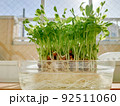 豆苗の再生栽培風景 92511060
