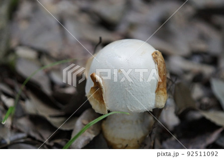 白いキノコ　テングダケの仲間？　7月下旬 92511092