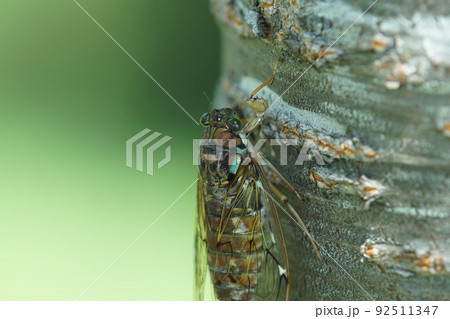 ヒグラシ　さくらの木　7月下旬 92511347