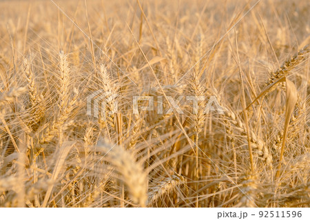 Gold rye field. Selective Focus. rye harvest 92511596