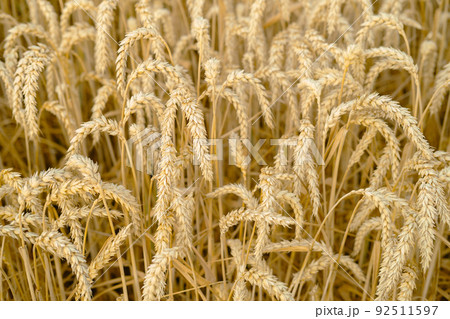 Gold wheat field. Selective Focus. wheat harvest 92511597