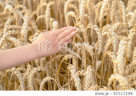 Child's hand is touching the wheat ears on the background of the wheat field 92511598