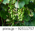 Green unripe grape growing in garden, closeup detail 92511757