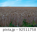 Wheat field. Ears of wheat closeup. Harvest concept 92511758