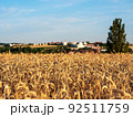 Wheat field. Ears of wheat closeup. Harvest concept 92511759