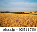 Wheat field. Ears of wheat closeup. Harvest concept 92511760