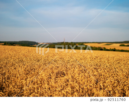 Wheat field. Ears of wheat closeup. Harvest concept 92511760