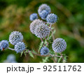 echinops in the wild the bee flies over these plants 92511762