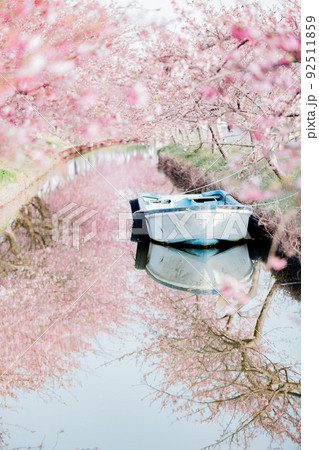笠松河津桜ロードの桜並木と小舟の絶景 92511859