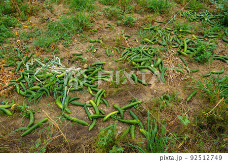 過剰生産で廃棄された野菜 92512749