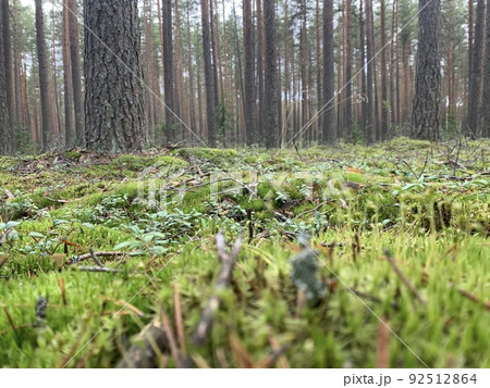 Ground overgrown with green moss, grass and tree trunks 92512864