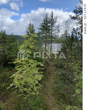 View of the Ladoga lake with a wooded shores through the trees 92512930
