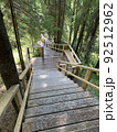 Wooden ladder among the tall tree trunks in the forest 92512962